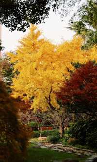 12.3上海超絕!延中綠地楓葉銀杏