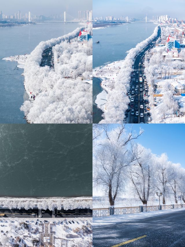 人這一輩子總要去松花江看一次霧淞吧 人這一輩子總要去松花江看一次霧淞吧