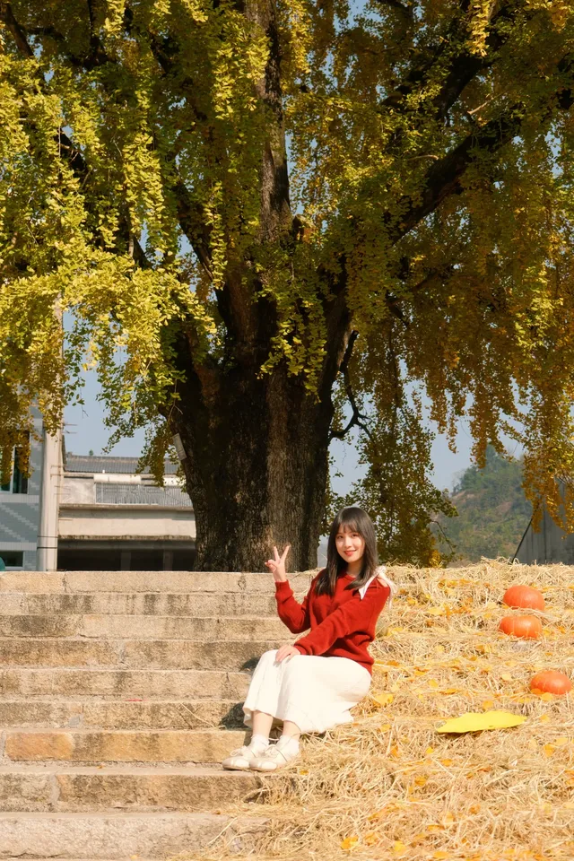 永嘉銀杏王超出片機位!!! 永嘉銀杏王超出片機位!!!