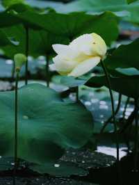 原來佛山都有中山公園?