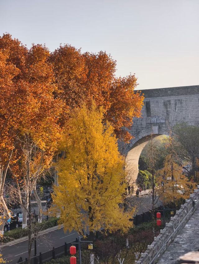 金陵城牆上的銀杏