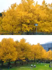 錯過等一年！世博公園銀杏濃度100%