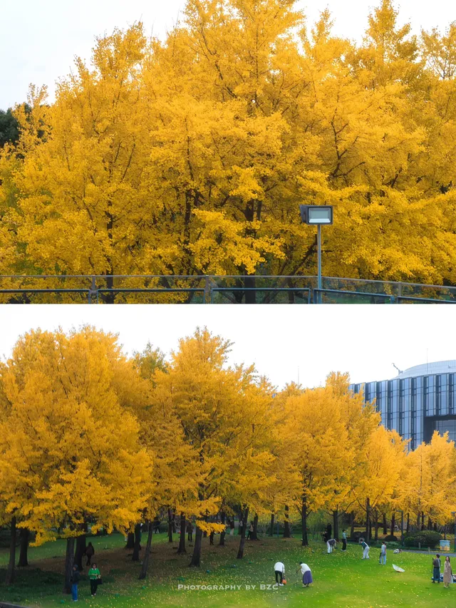 錯過等一年！世博公園銀杏濃度100%