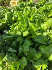 潮汕版的千島湖