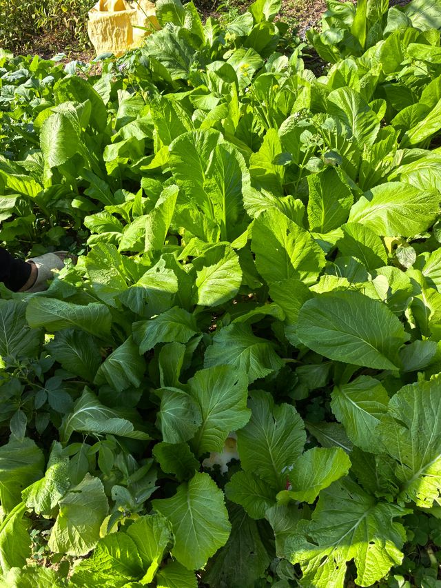 潮汕版的千島湖