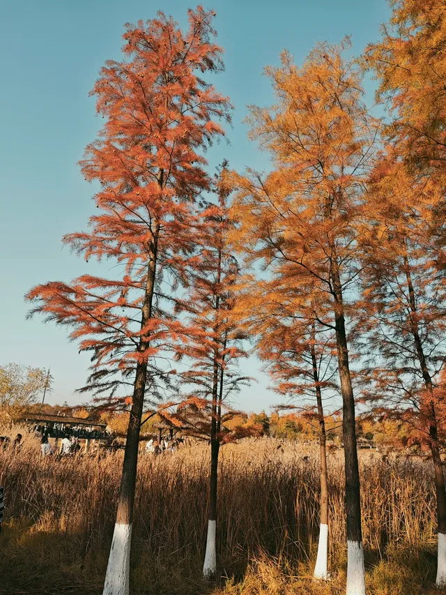 松雅湖落羽杉實況,拍照還是建議烈士公園 松雅湖落羽杉實況,拍照還是建議烈士公園