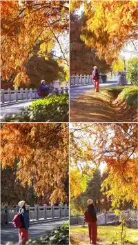 終於等來上海天花板水杉林的封神期附攻略