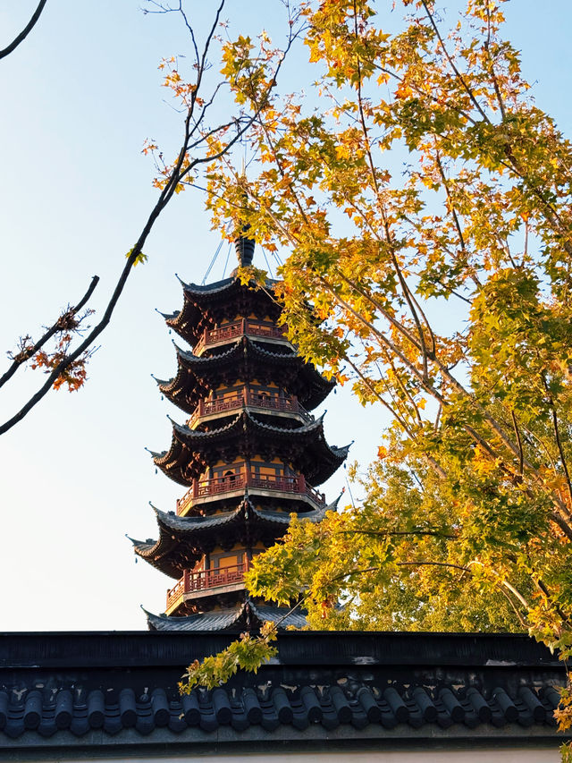 魔都秋日限定龍華寺美成古畫了!!! 魔都秋日限定龍華寺美成古畫了!!!