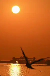 無錫｜鼋頭渚的海鷗從不失約