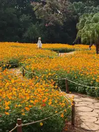 深圳羅湖市區浪漫黃色花海|東湖公園黃秋英