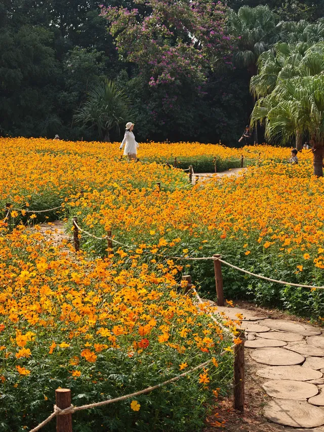深圳羅湖市區浪漫黃色花海|東湖公園黃秋英 深圳羅湖市區浪漫黃色花海|東湖公園黃秋英