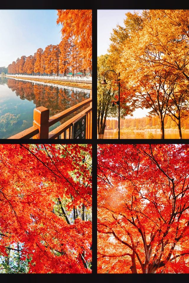 武漢元旦瘋玩指南本地人私藏的東湖跨年清單曝光