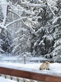 初冬喀納斯|雪域仙境裡的“人間淨土”深度之旅