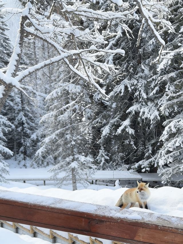 初冬喀納斯|雪域仙境裡的“人間淨土”深度之旅 初冬喀納斯|雪域仙境裡的“人間淨土”深度之旅