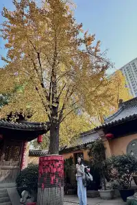 12.6 湖州秋景city walk路線