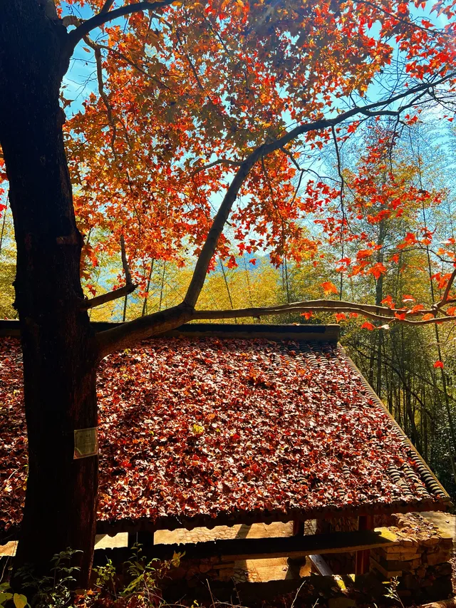 台州賞秋封神4條徒步路線建議收藏~ 台州賞秋封神4條徒步路線建議收藏~