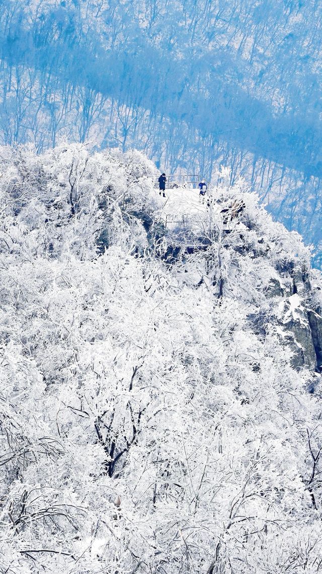 北京初雪刷屏南京紫金山霧淞已在路上!東北平替絕美暴擊 北京初雪刷屏南京紫金山霧淞已在路上!東北平替絕美暴擊