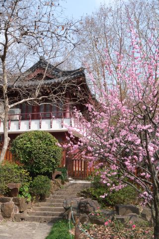 上海魯迅公園の梅園が無料開放されました：梅の花の最後の見頃へラストスパート