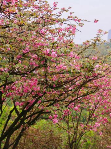 Best Cherry Blossom Viewing Time Guide | Trip.com Chongqing