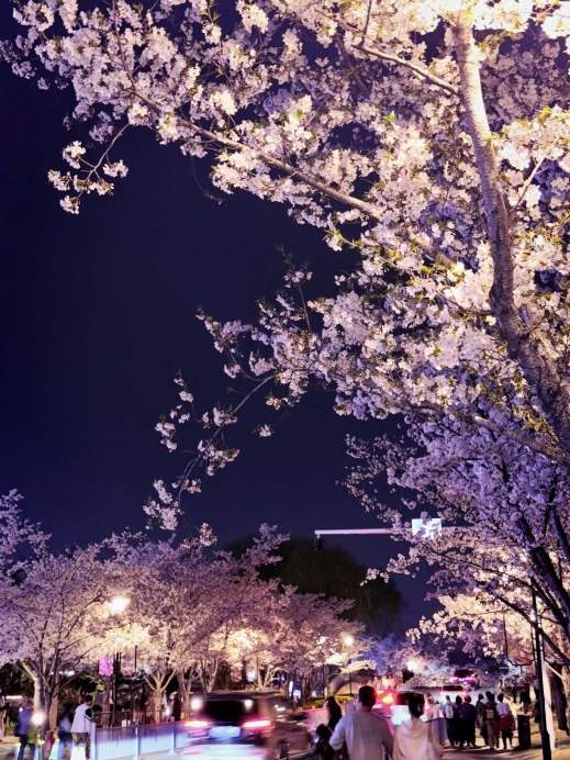 夜桜　苑古 夜桜こそが雰囲気を支配する神！ | Trip.com 鎮江