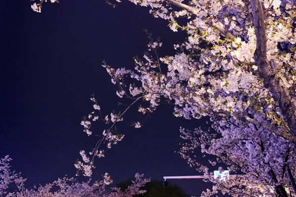 夜桜　苑古 夜桜こそが雰囲気を支配する神！ | Trip.com 鎮江
