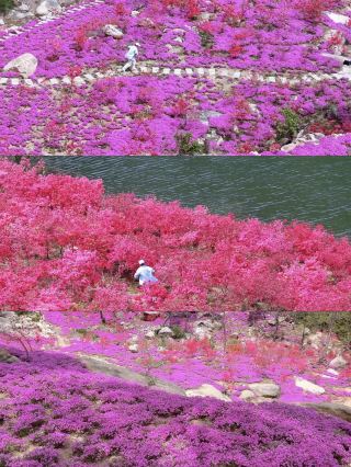 Super off-the-beaten-path! Yantai Jinshan's stunning azalea terraced fields are a must-visit to avoid the crowds this May Day!