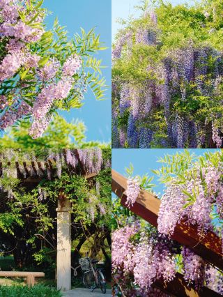 大連西山湖私藏賞花點五月紫藤秘境