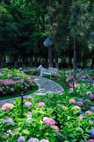 常熟尚湖でアジサイの花海に出会う、青紫とピンクが織りなす夢のような仙境