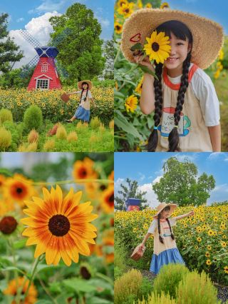 You have to see sunflowers in Shanghai in summer at least once! 8.16
