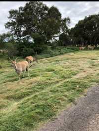 ウェロビー自然動物園／メルボルン
