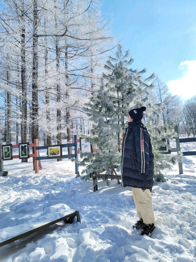 강원도 겨울여행은 여기! 정선 만항재❄️