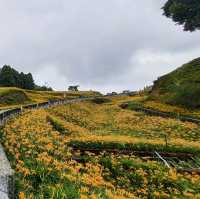 一生必來一次的限定花景