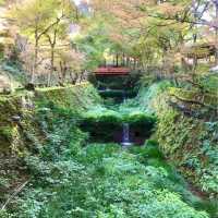京都の美しいお庭が堪能できる【三千院】