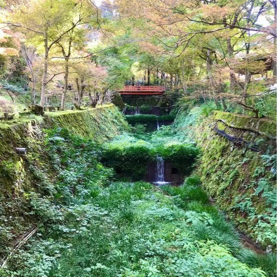 京都の美しいお庭が堪能できる【三千院】