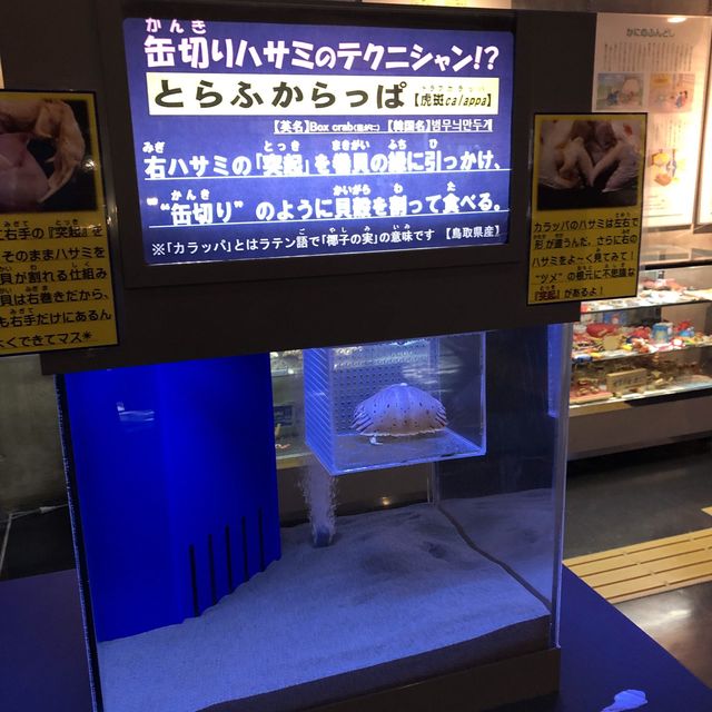鳥取賀露市場一次滿足幾個願望