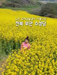 전북 부안 수성당, 유채꽃 바다에 풍덩💛