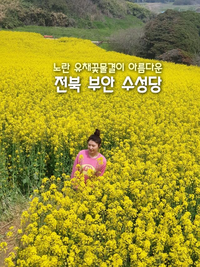 전북 부안 수성당, 유채꽃 바다에 풍덩💛