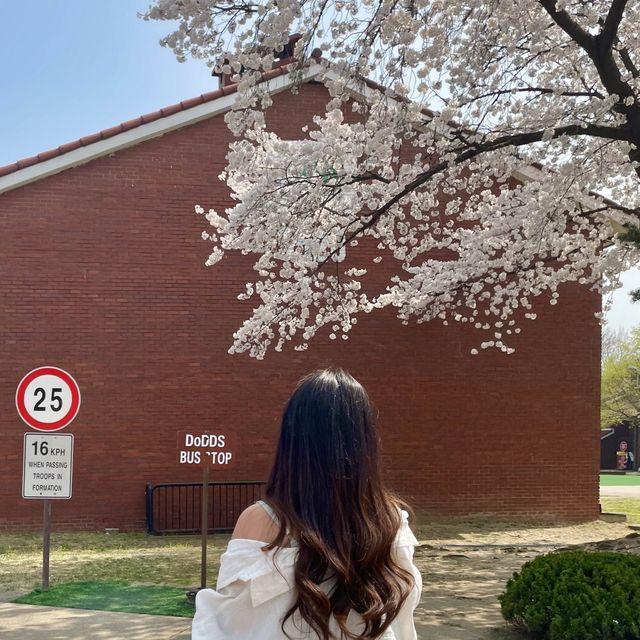 이국적인 벚꽃 스팟:: 용산공원 미군기지 부분개방부지🌸