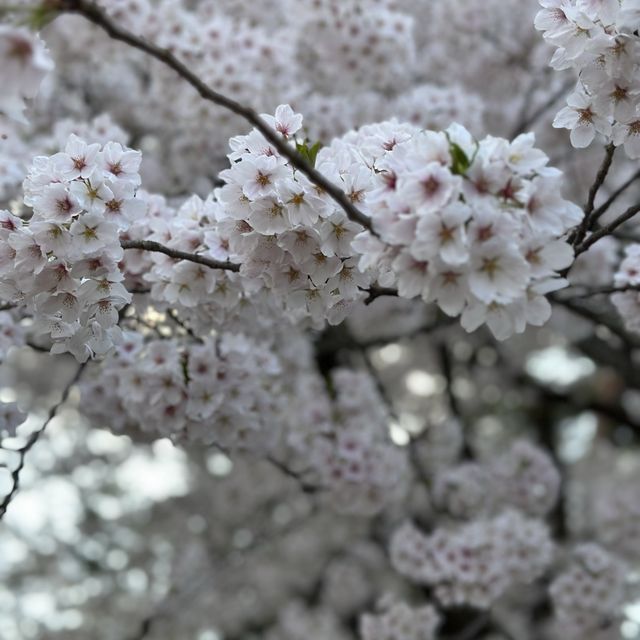 Hirosaki Castle!! 