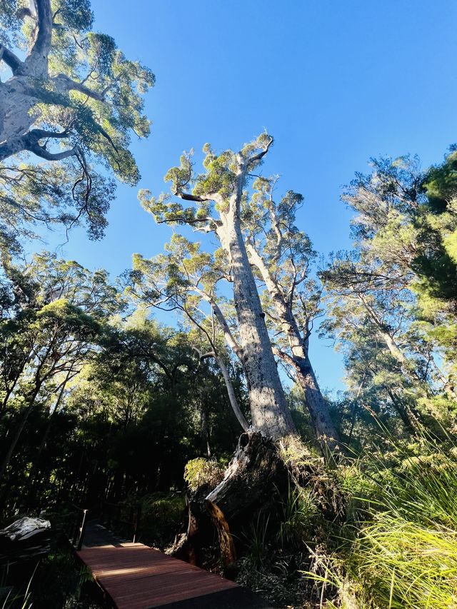 Valley of the Giants 🇦🇺🌏 TingleTrees400yrs