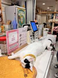 〖 韓国・明洞〗明洞の猫カフェが復活‼︎🐈　時間無制限でゆっくり過ごせます🙌🏻