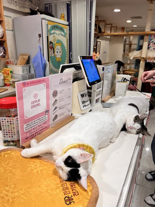 〖 韓国・明洞〗明洞の猫カフェが復活‼︎🐈　時間無制限でゆっくり過ごせます🙌🏻