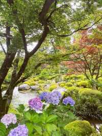 【京都】三室戸寺あじさい園