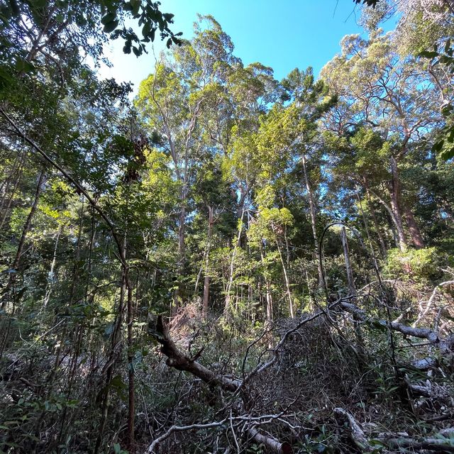 Noosa -Queensland 🇦🇺🦘🐨