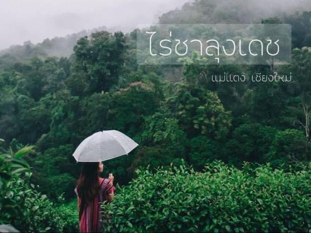 ไร่ชาลุงเดช แม่แตง เชียงใหม่