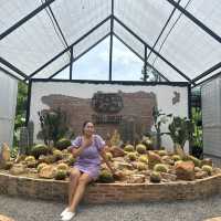 The Oasis ดิ•โอเอซิส ร้านลับใจกลางเมืองสุราษฎร์ฯ