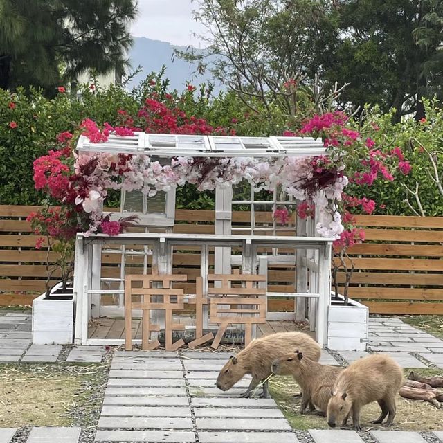 鹿境梅花鹿生態園區！與可愛的鹿傳情共舞🦌💃🌳