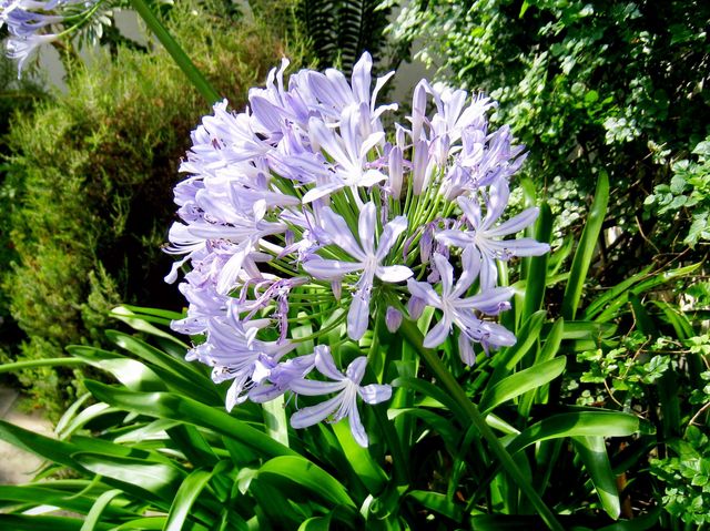 Discover Botanical Gardens in Sheffield🇬🇧