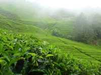 Cameron Highlands