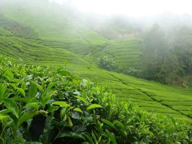 Cameron Highlands